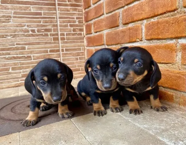 Basset Mini Dachshund Filhotes Calmos e Amigos.