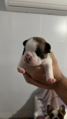 Bulldogs Disponíveis