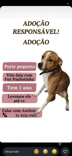 ADOTEM ELE POR FAVOR! ? Adoção Urgente - Porte Pequeno