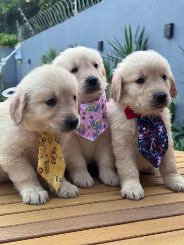 Goldens fofos
