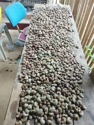 Castanhas de Caju (20 kg)