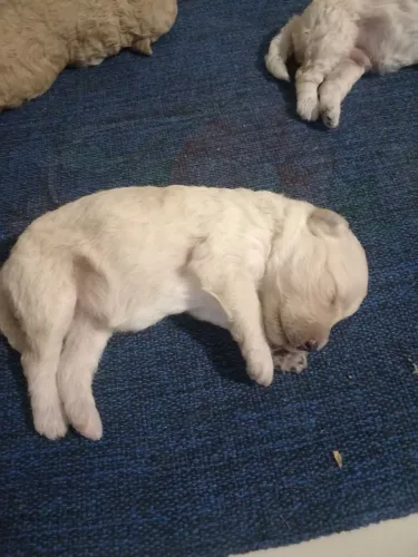 Filhotes de poodle toy