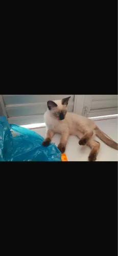 Doando essa gatinha
