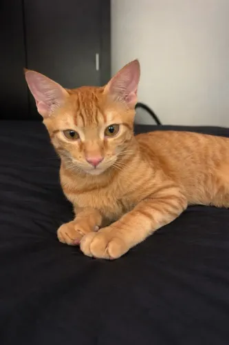 Gato Filhote Laranja Adoção