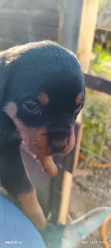 Cachorros