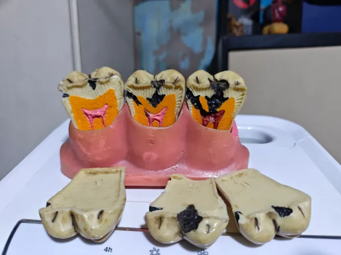 modelo odontologico