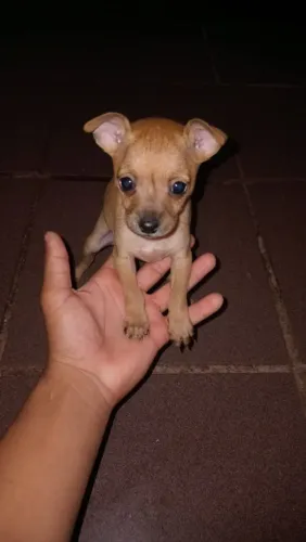 Pincher 