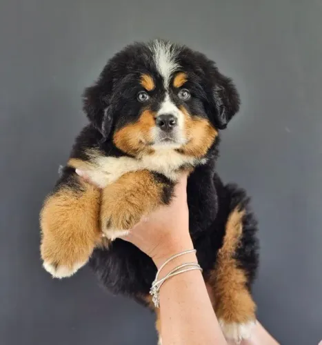 Bernese Mountain Dog | Entrega prevista para o dia 30/09