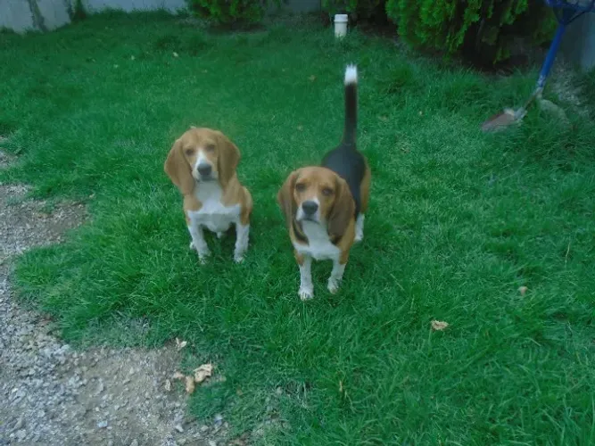 Procura femea beagle para cruza