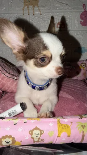 Chihuahua macho pelo longo 