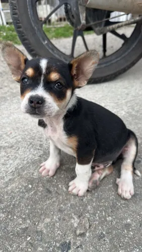Doação de cãozinho macho,porte pequeno, muito alegre e carinhoso. Brincalhão