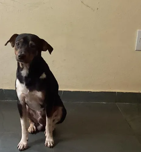 Cachorro macho adulto