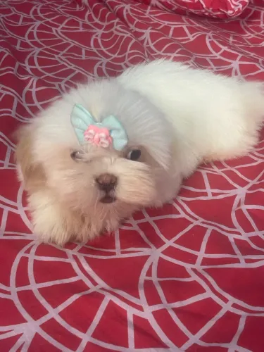 cachorrinha shihtzu