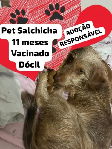 Pet Salchicha macho