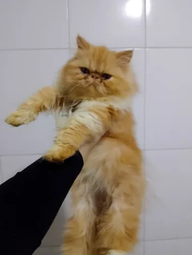 Gatinho Persa laranja