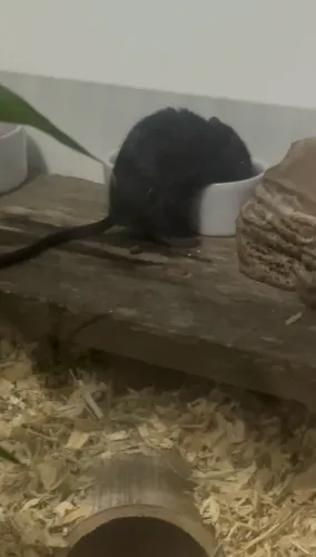 Esquilo da Mongólia (Gerbil)