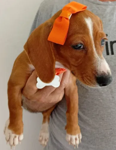 Dachshund