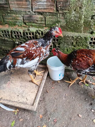 Frangos e frangas Gsb com 4 meses valor 150 cada