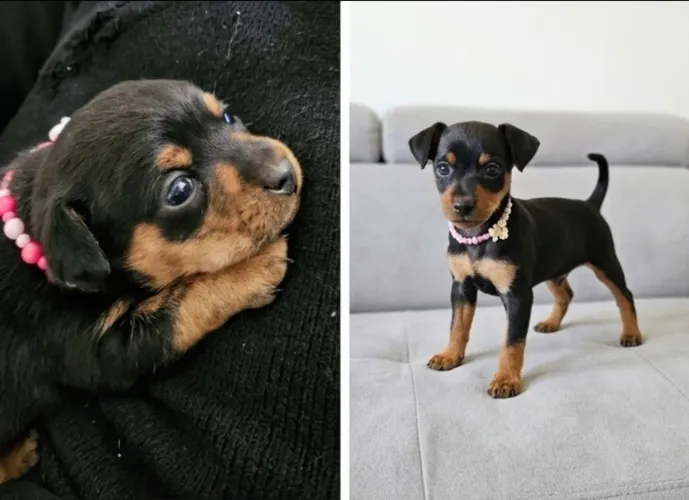 Filhotes de Pinscher 01 Cães de Raça - Reservas Abertas (4 Semanas)