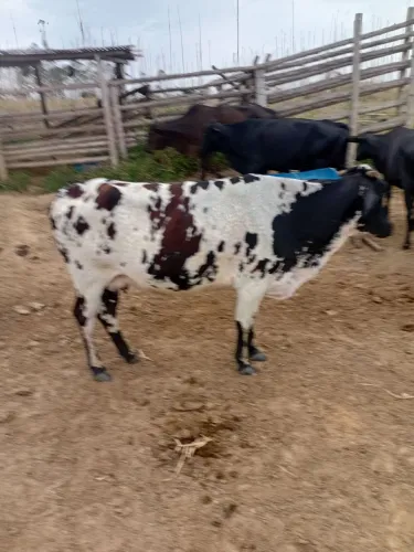 Vende se 5 vacas