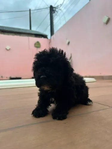 Poodle 