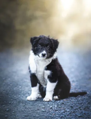 Legítimos Filhotes de Border Collie - A Raça Mais Inteligente do Mundo
