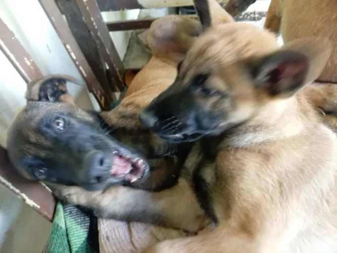 Pastor Belga malinois 