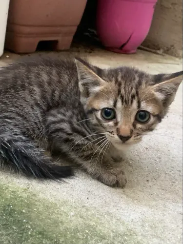 Doando gatinhos 2 meses já comem ração ajudo com 20 reias no transporte 