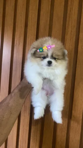 Linda fêmea de Lulu da Pomerania anã