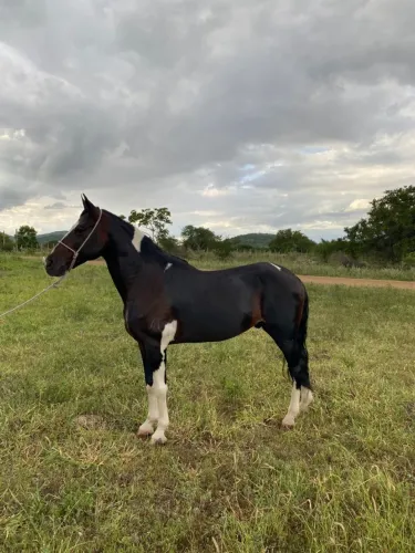 Cavalo Mangalarga Puro Pampa de Záino