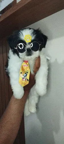 Machinho Seduzente 