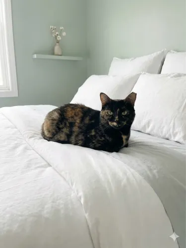 Gata tigrada escaminha