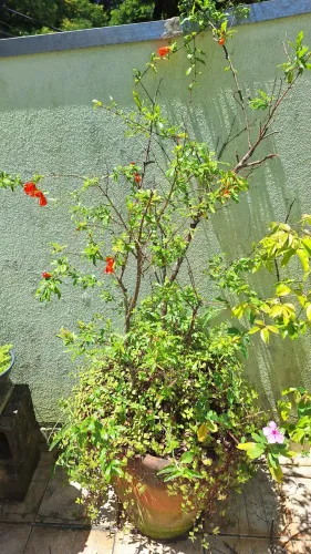 Arvore frutífera romã