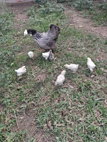 Galinha com pintinhos 