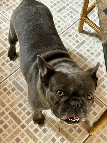 VENDO BULDOGUE FRANCÊS 