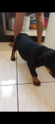 Vendo pra sair rápido rotwler macho filhote