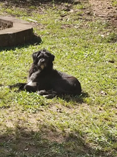 Doação de um lindo cachorro dócil