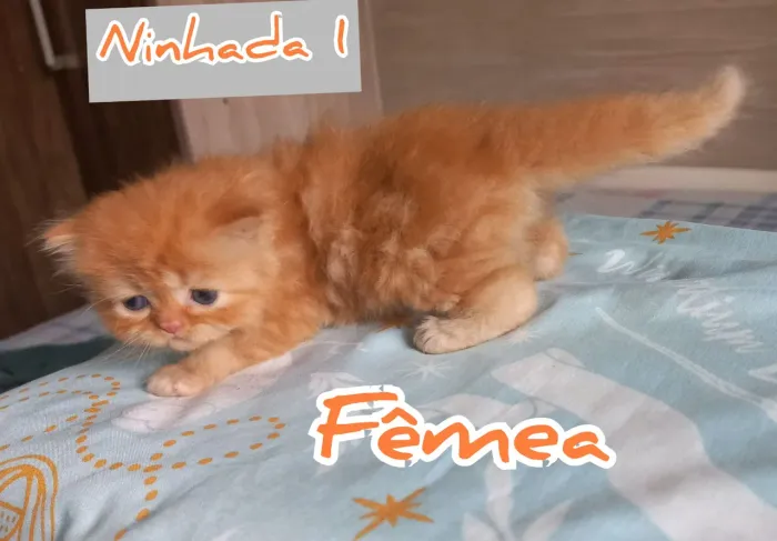Gatinhos Persas Filhotes