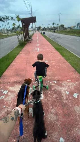 DOA-SE dois cachorros dóceis e tranquilos