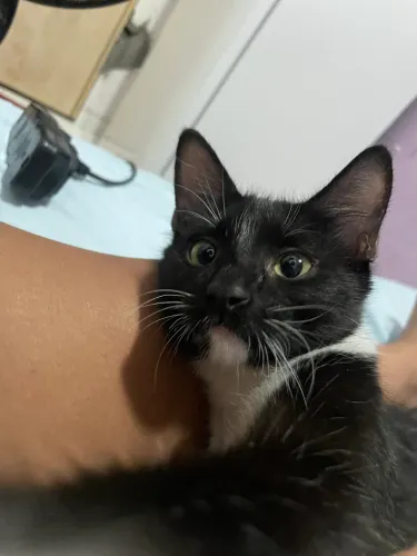 Gato macho de 6 meses 