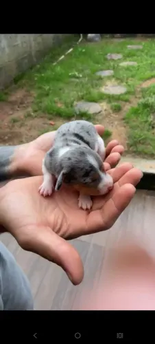 Dachshund