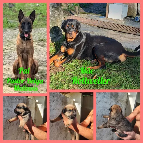 Filhotes Malotes (Malinois+Rottweiler )