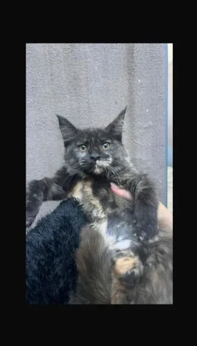 Gato gigante _ gato Maine coon _ cor escaminha _ ler descritivo 