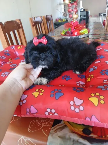 Shitzu fêmea preta lindíssima