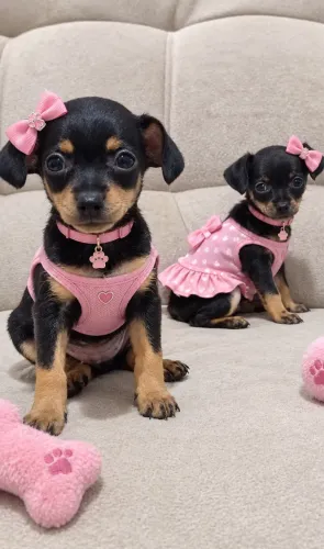 Pinscher fêmea