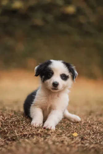 Filhote border collie Fêmea Marrom e branca
