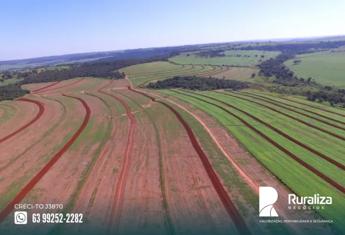 281 HA PLANTANDO | ENERGIA TRIFÁSICA | PRONTA PARA PRODUZIR
