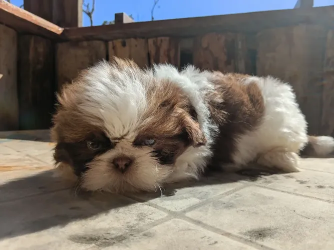 Cachorro