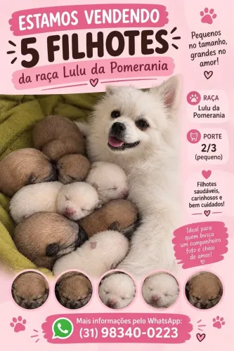 Cachorrinhos Lulu da pomerania