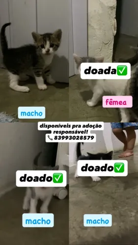 gatinhos pra doação 